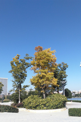 ������ľ�ﾰ