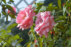 ����ۺ��¼�