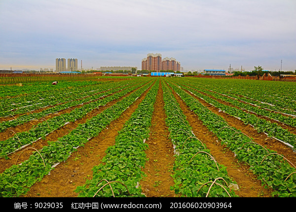 农田香瓜地