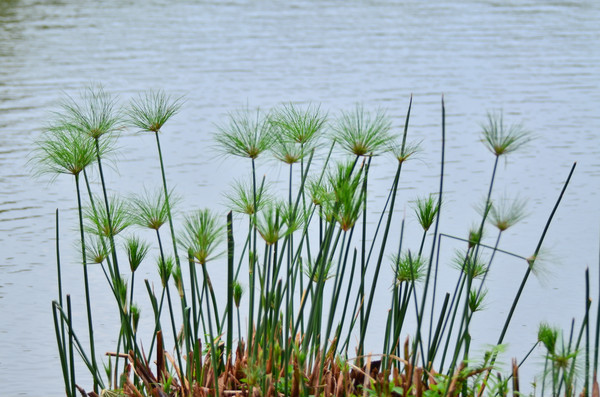 ɳ���С��ͼƬ