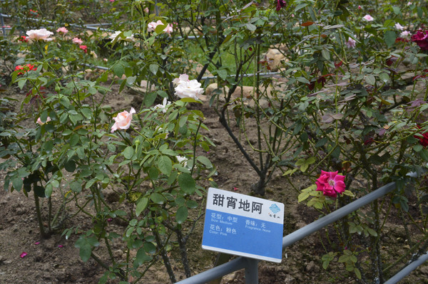 ����ֲ��