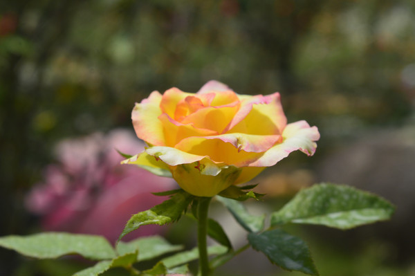 һ�䰢��˹�¼���