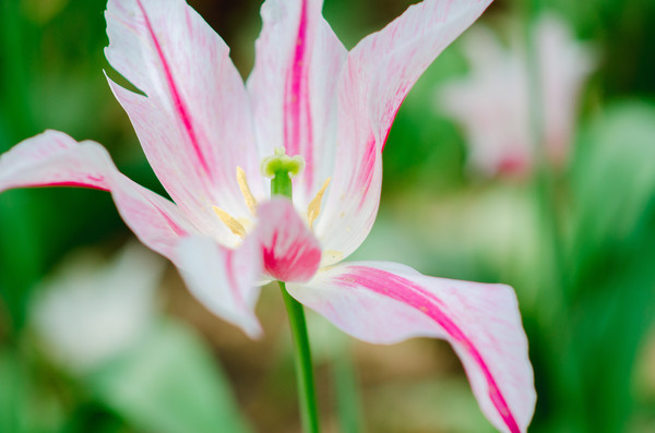 �������ɫ