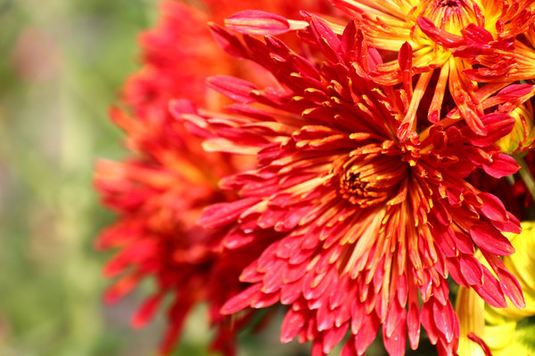 ���ſ���