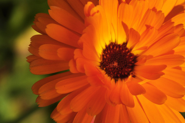 ��ɫ̫��������