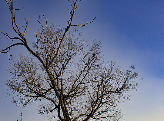 ������֦