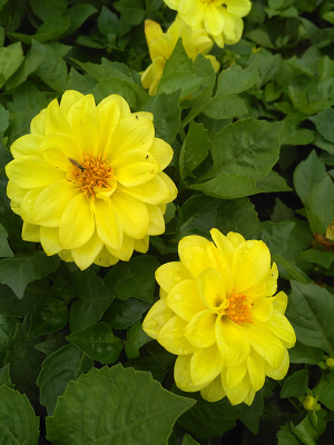 ���ܻƻ�С��