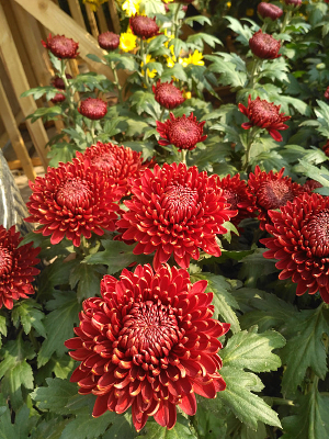 �����ī��