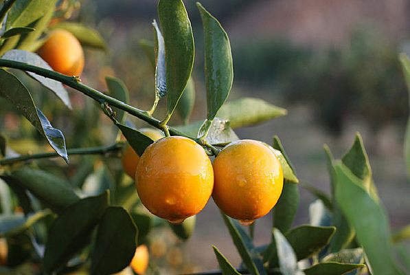 ���ɫ�Ľ��