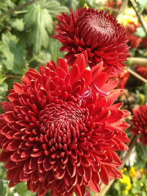 �ջ���дī��