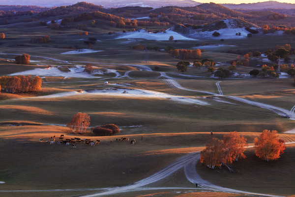 ��ţ��ԭ��ɫ 