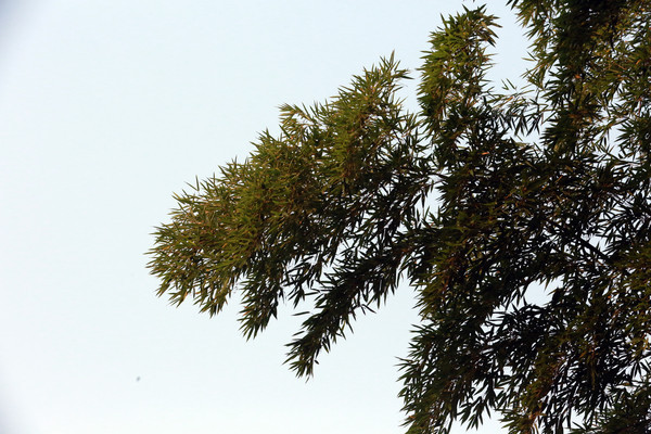 ��֦����