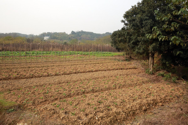 �����˵�