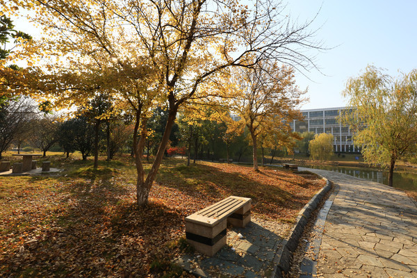 ��������ߵĻ�Ҷ