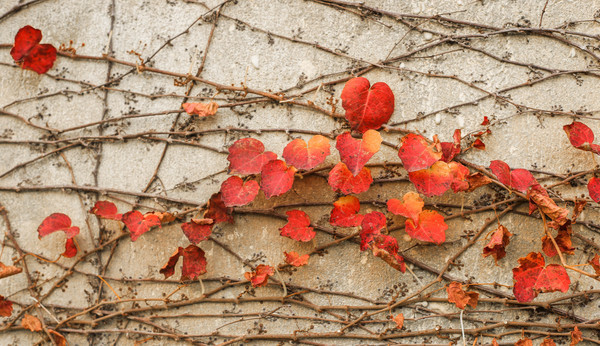 �������ɽ��