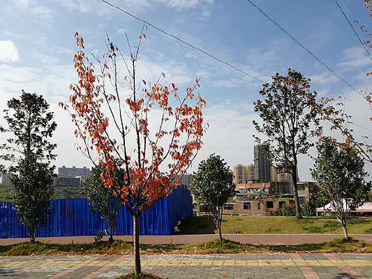 ��Ҷ����