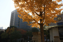 �人��У԰��ɫ