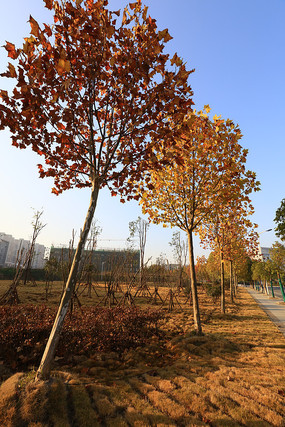 ��ͩ����ɫ�ʰ��