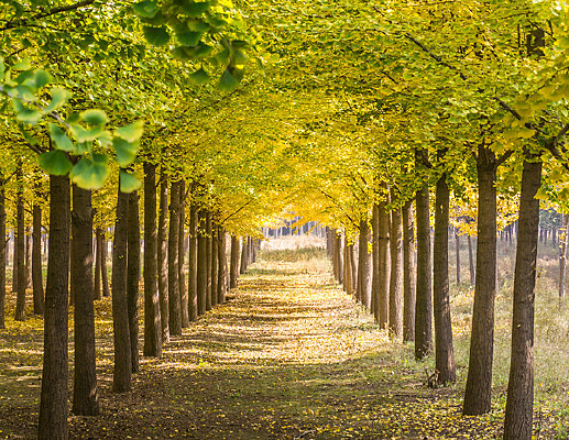 ��ɫ������