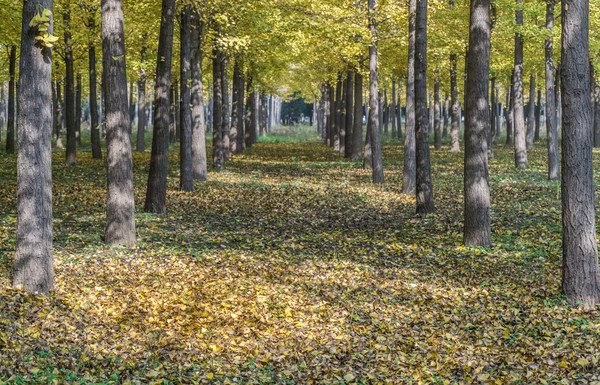 �������Ҷ