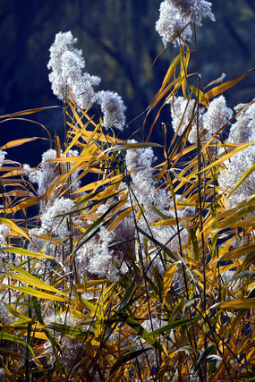 ��ˮ���«έ����д