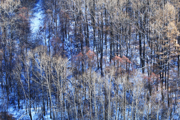 ��ѩ����