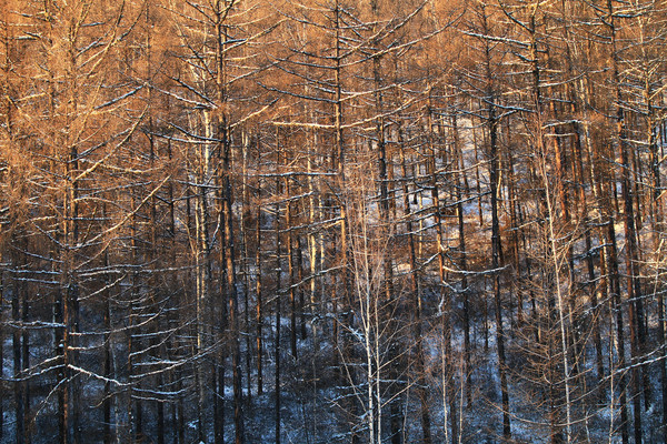 ��ѩ���� 