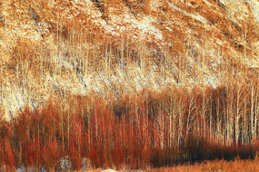 �ֺ�ѩԭ�������