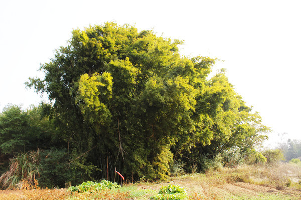 ��Ƭ����