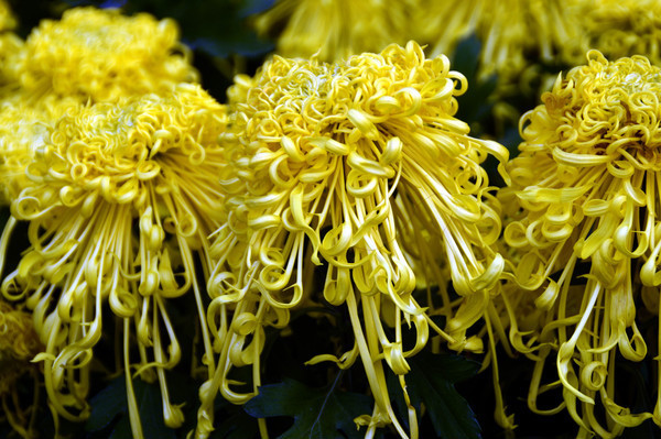 ��չ�ջ�ͼƬ