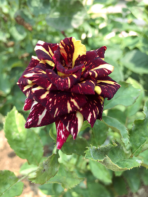 �����ĺ�����