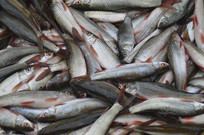  ������д