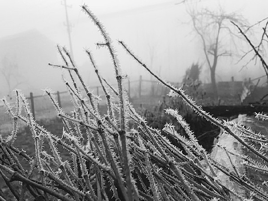 ˪¶�µ���֦