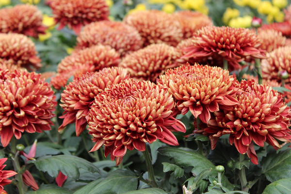 ��ɫ��ߵľջ�