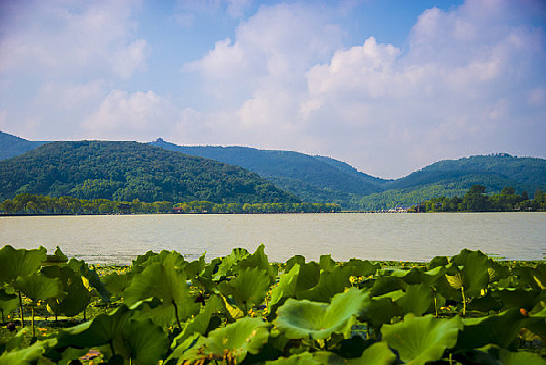 �����ϱ����ɻ�Ҷ