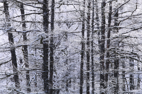 ɭ�ֽ�˪����