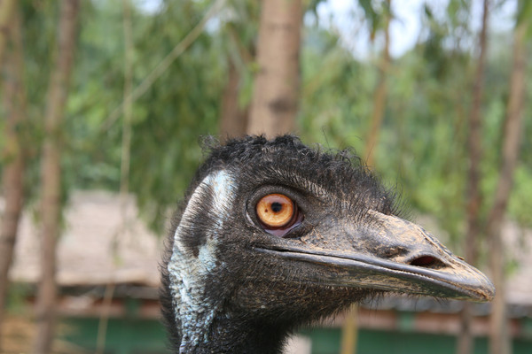 ��д�����۾�