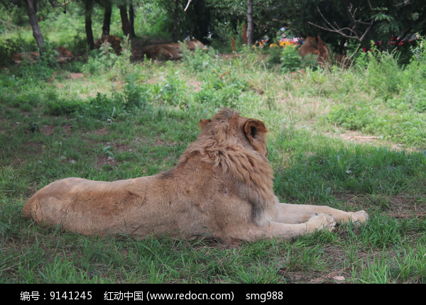 卧在草地的狮子