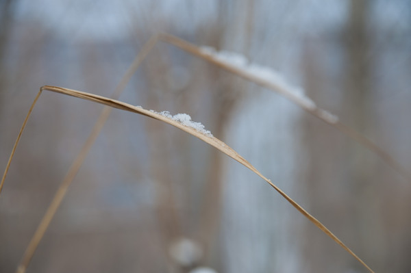 ����֦Ҷ�ϵĲ�ѩ