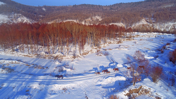 ѩԭ������Ⱥ���� �����ģ�