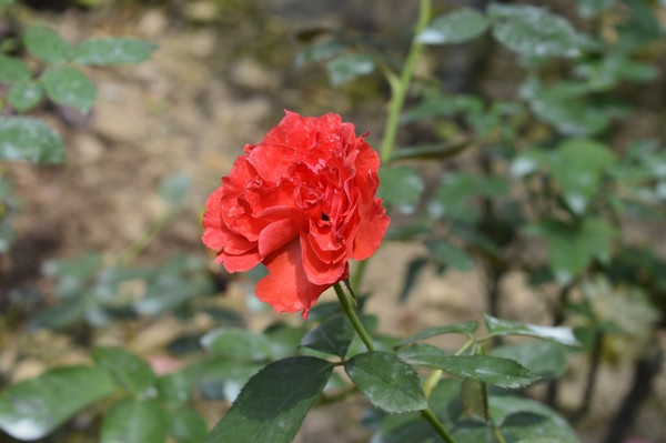 ����ʢ���ĺ��¼�