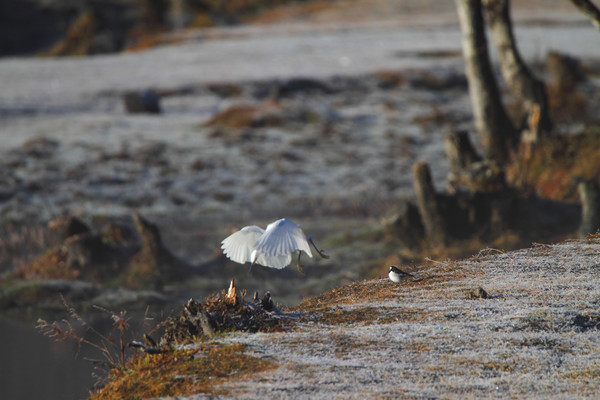 ˪ѩ��������