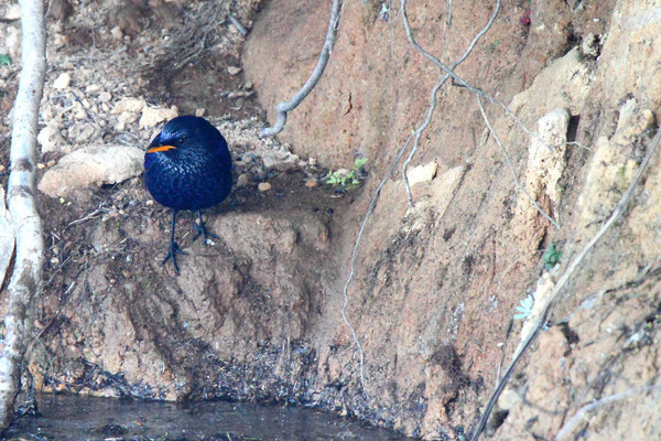 ��������Х� 