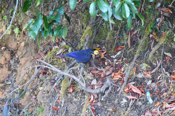 Ư������Х� 