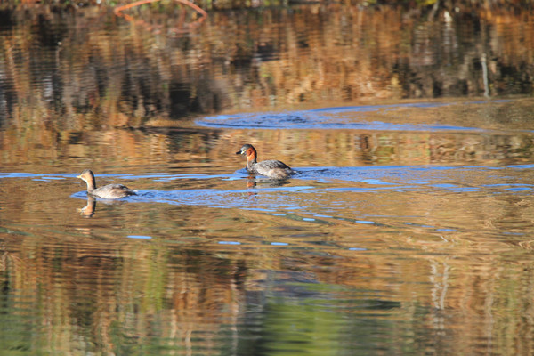 ˮ��׷���С�G�f 