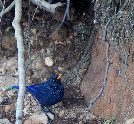 ��������Х� 