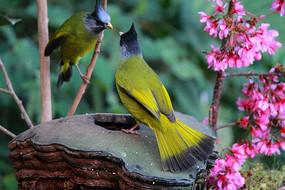 �򶷵ķ�ͷȸ����