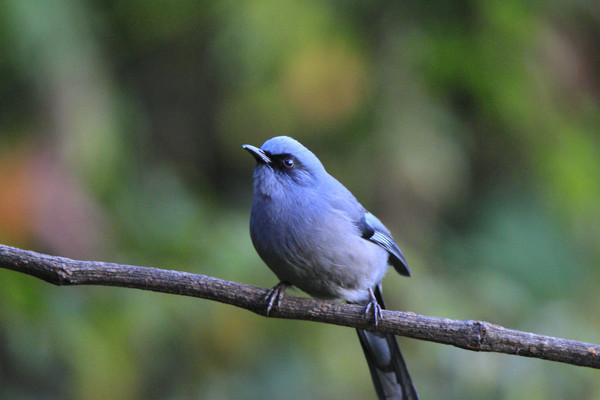 ��ׯ����ɫ����