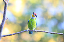 �߸���ɤ�ĺ�ü����ľ��