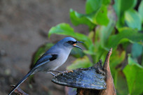 �߸���ɤ����ɫ����